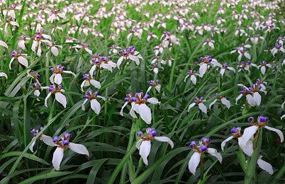 AI潜在成人风险预判？开发者控诉Steam作品并非成人游戏也被BAN